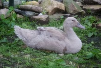 Duck Color Genetics: Lavender and Lilac